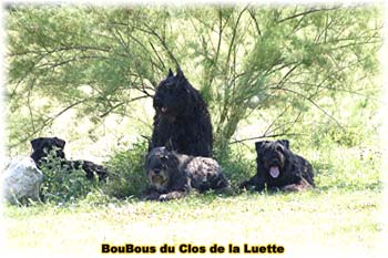 Elevage du CLOS DE LA LUETTE - COPYRIGHT DEPOSE